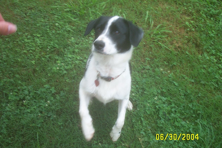 Eddie's Best Trick (It Always Gets Him a Treat, So He Does it Often.)