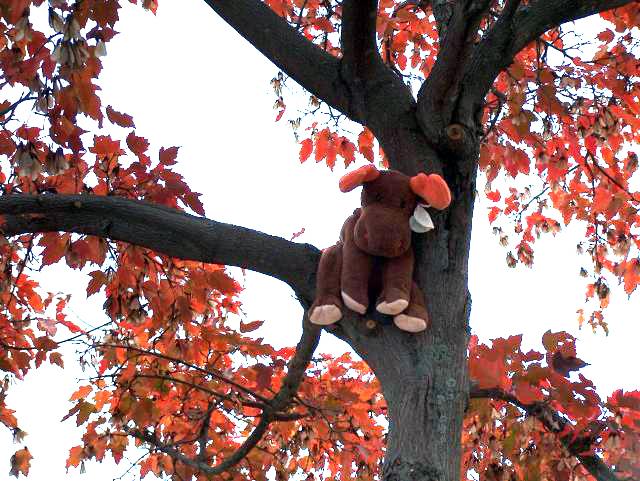 Lumpy Up a Tree (a Picture for Kristin)