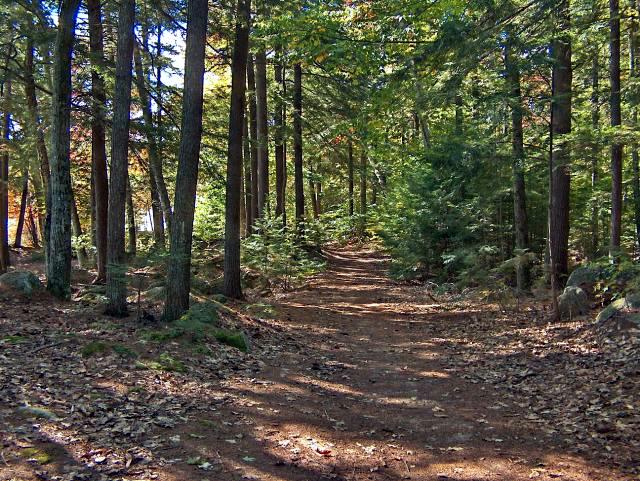 Hey, These are All Green Trees!