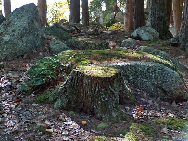 A Scenic Stump (by Jake)