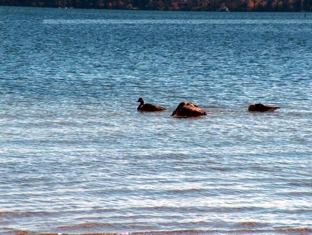 Ducks! (Some headless, apparently.)