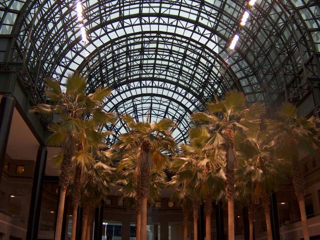 Palm trees in New York City?