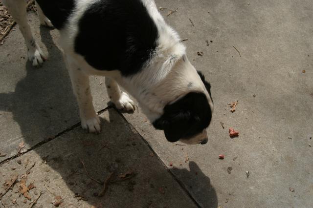 Eddie gets a treat (for being so darn cute!)