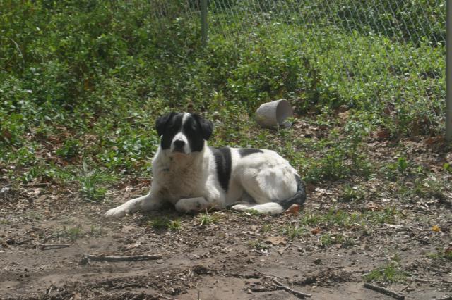 Looking out the back door at Eddie
