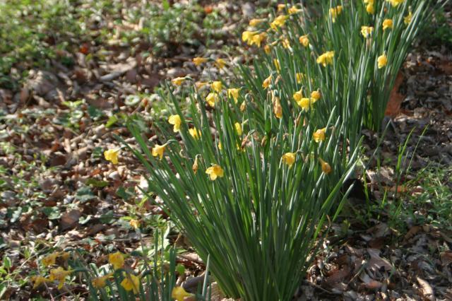 The poor dead flowers