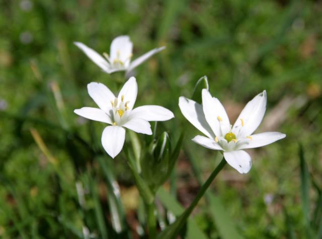 Mama had to stop for a flower shot