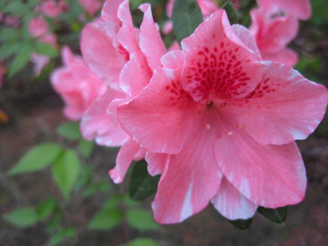 Pretty pink azaleas in our front flowerbed