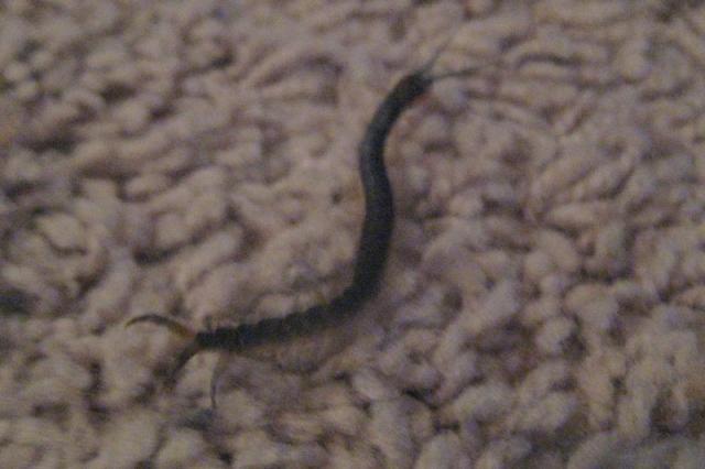 Almost stepped on this giant centipede-ish creature (it was much bigger and scarier than it looks in the picture, trust me!)