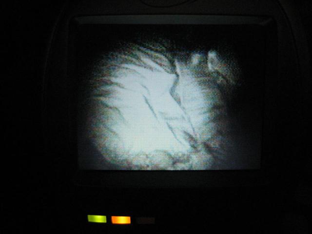 View of Tyler's pillow -- he's not on it because he was laying upside down in his bed