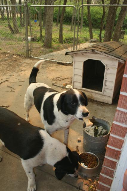 Basil and Eddie say thanks for the food