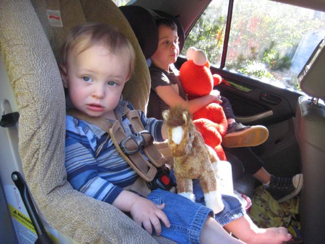 Everybody's all buckled in with their animals