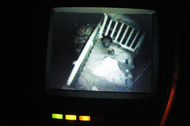 Checking on boys... Oliver's good!