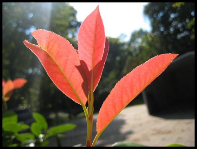 Pic of the Week ~ 10/12/08 (Fall colors)