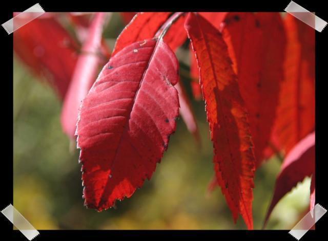 Pic of the Week ~ 10/29/06 (Fall Colors)