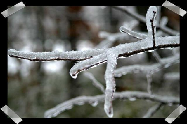 Pic of the Week ~ 1/14/07 (Ice Storm 2007!)