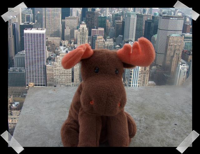 Pic of the Week ~ 1/23/05 (Lumpy in NYC)