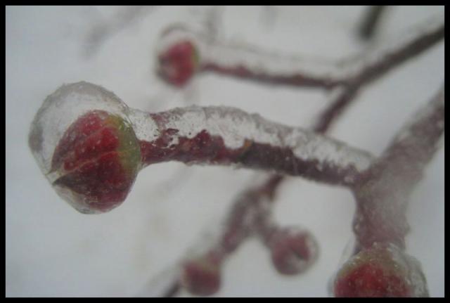 Pic of the Week ~ 2/1/09 (Frozen dogwood buds)