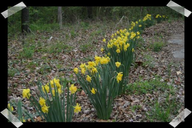 Pic of the Week ~ 3/19/06 (Happy Spring!)