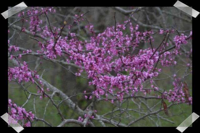 Pic of the Week ~ 3/19/06 (Happy Spring!)