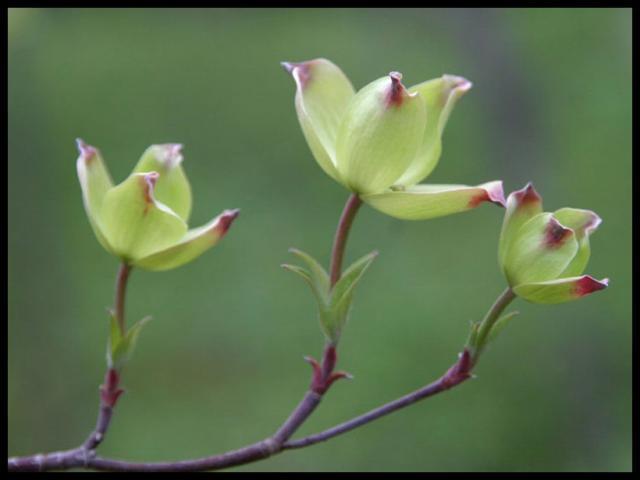Pic of the Week ~ 3/25/07 (Dogwood blooms before)