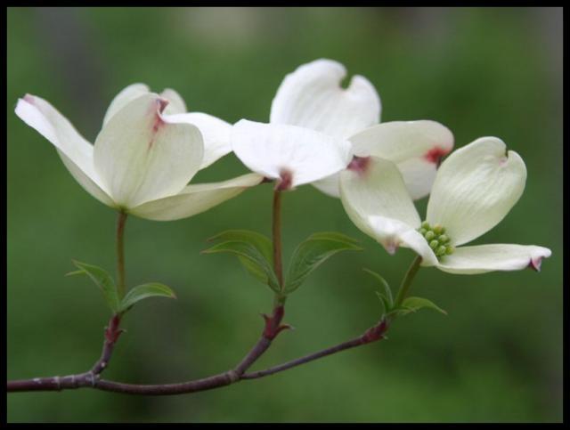 Pic of the Week ~ 3/25/07 (Dogwood blooms after)