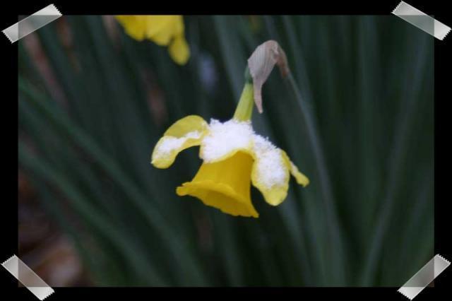 Pic of the Week ~ 3/26/06 (Happy Snowy Spring!)