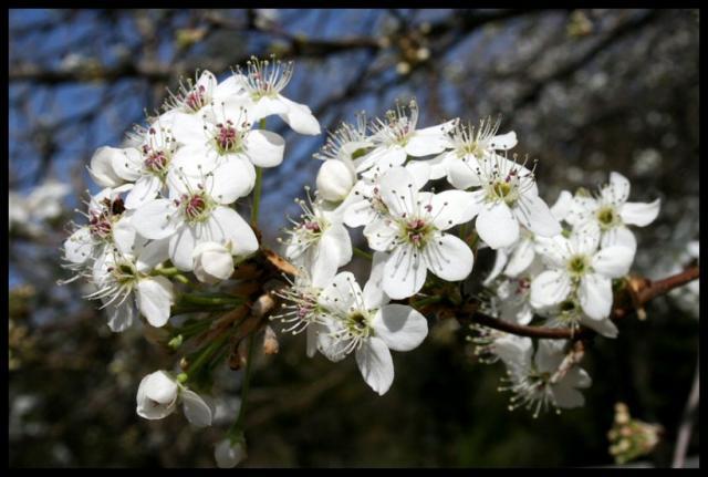 Pic of the Week ~ 3/29/08 (Spring has sprung!)