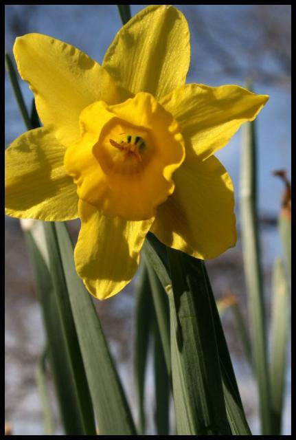 Pic of the Week ~ 3/29/08 (Spring has sprung!)