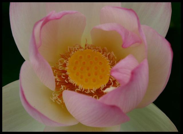 Pic of the Week ~ 6/17/07 (Lotus bloom)