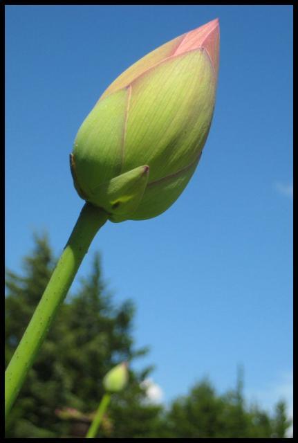Pic of the Week ~ 6/22/08 (Lotus Bud)