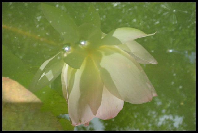 Pic of the Week ~ 6/29/08 (Lotus Reflection)