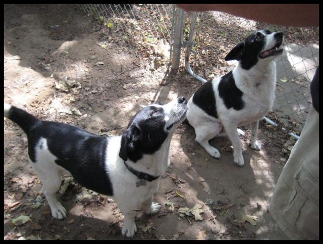 Pic of the Week ~ 8/10/08 (Eddie & Basil)