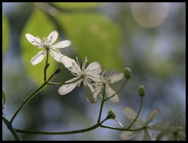 Pic of the Week ~ 8/12/07 (Honeysuckle)