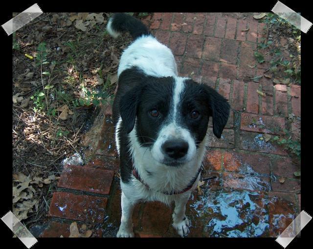 Pic of the Week ~ 9/18/05 (Eddie's clean -- and not too happy!)