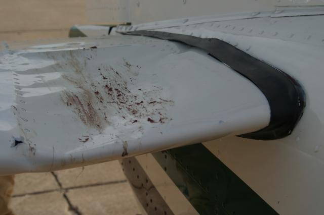 This is what happens when plane meets pelican. (Luckily, Bob kept everyone safe!)