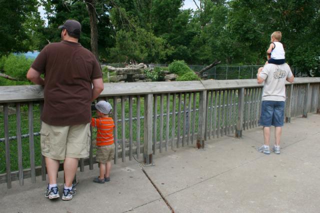 The boys watching the bears