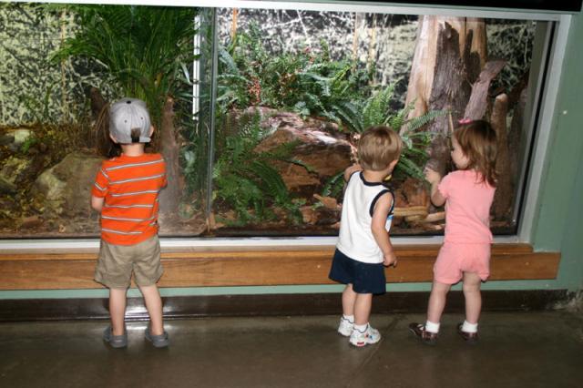 Trying to find the animals among the plants