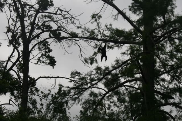 Can you spot the monkey?