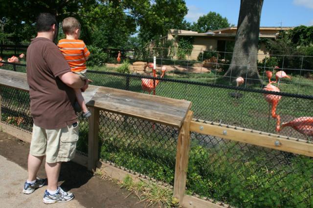 Look, Dad, pink birds!