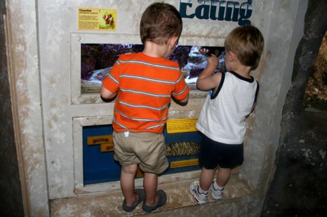 Look, Tyler, there he is!