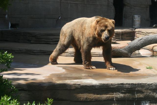 We definitely don't want to pet him.