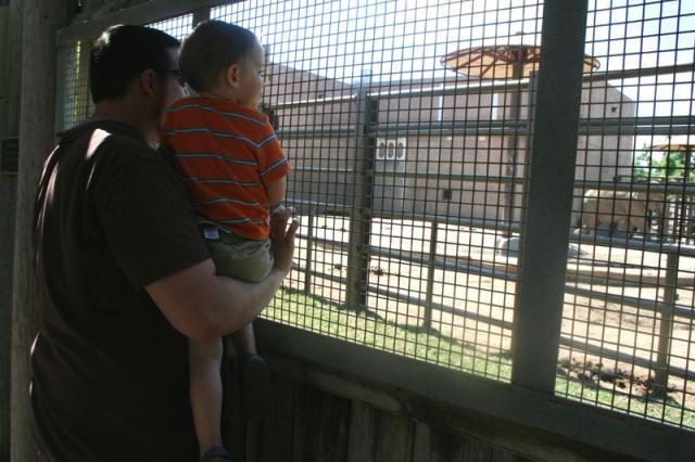 We finally found the elephants!