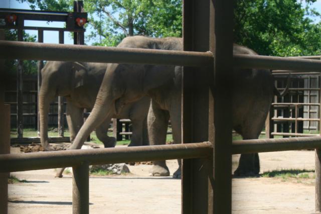 Tyler says, "I need to ride them!"