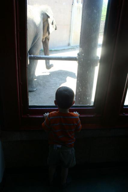 Indoor elephant viewing