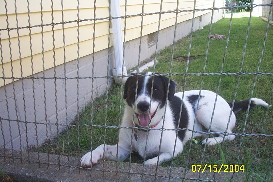 Eddie, the Shutter Supervisor